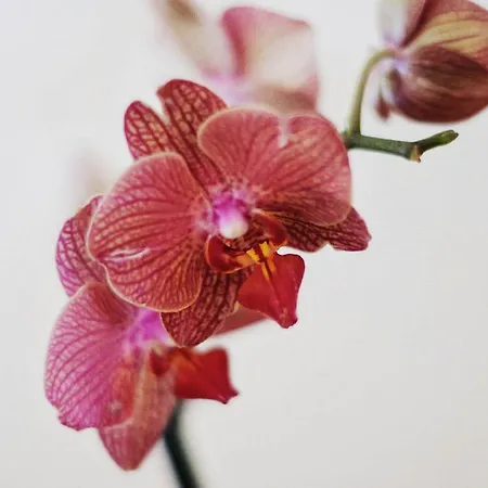 Garni Hotel Drei Lilien