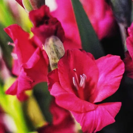 Garni Hotel Drei Lilien Wiesbaden