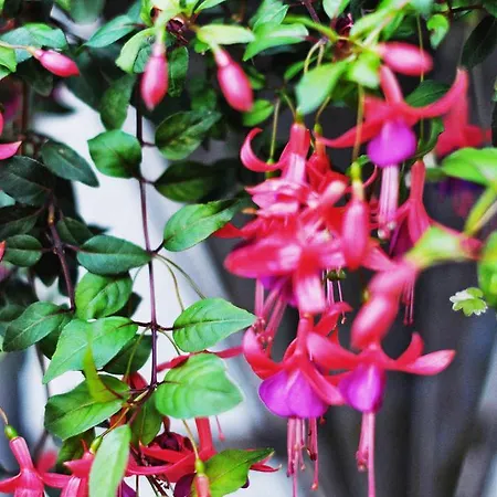 Garni Hotel Drei Lilien 3* Wiesbaden