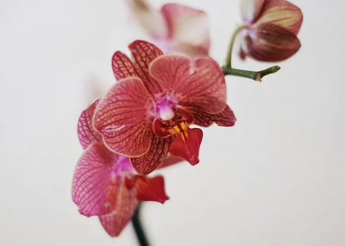 Garni Hotel Drei Lilien