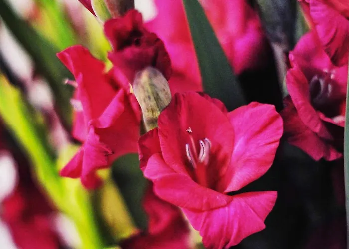 Garni Hotel Drei Lilien Wiesbaden