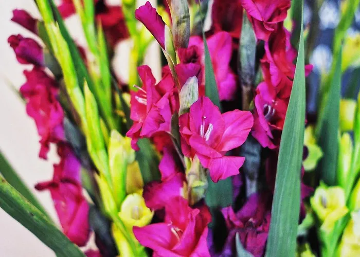 Garni Hotel Drei Lilien Hotel