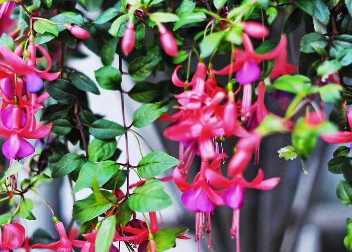 Garni Hotel Drei Lilien 3* Wiesbaden